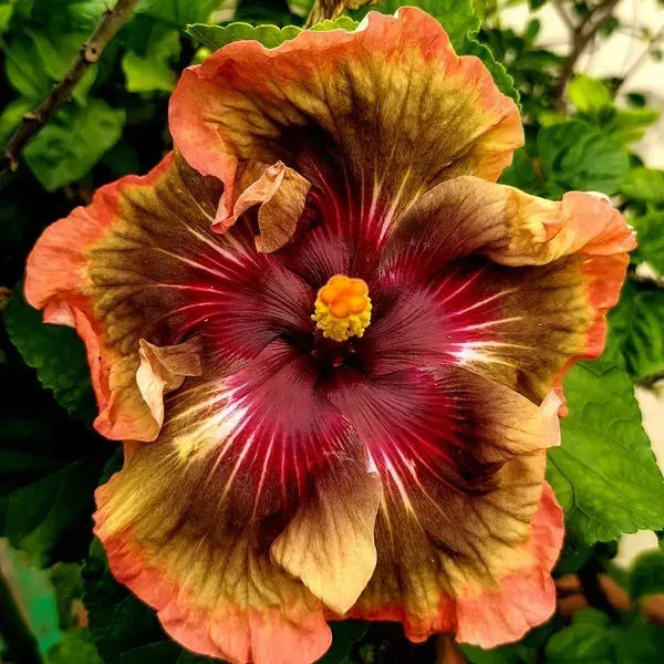 Australian_Variety_Grafted_Hibiscus_Flower_Plant