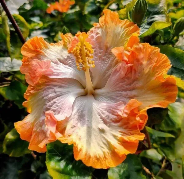 Australian_Variety_Grafted_Hibiscus_Flower_Plant