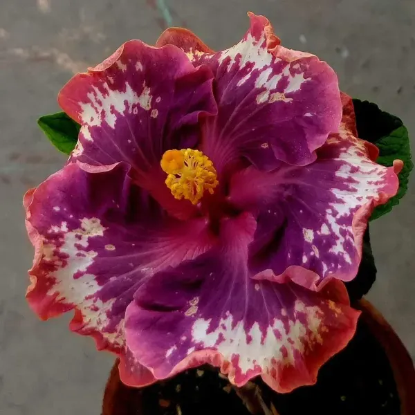 Australian_Variety_Grafted_Hibiscus_Flower_Plant