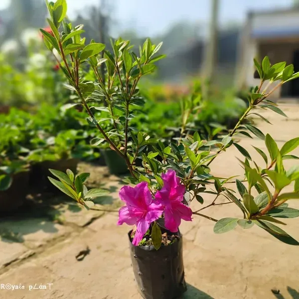 Azalea_Flower_Plant_Purple_For_Home_Garden