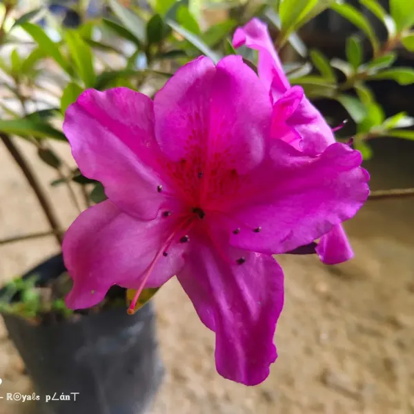 Azalea_Flower_Plant_Purple_For_Home_Garden