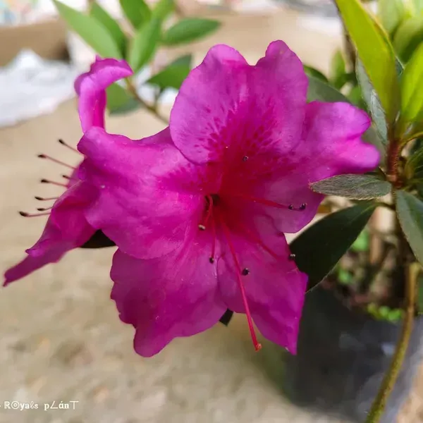 Azalea_Flower_Plant_Purple_For_Home_Garden