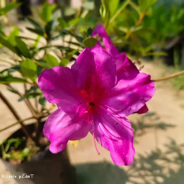 Azalea_Flower_Plant_Purple_For_Home_Garden