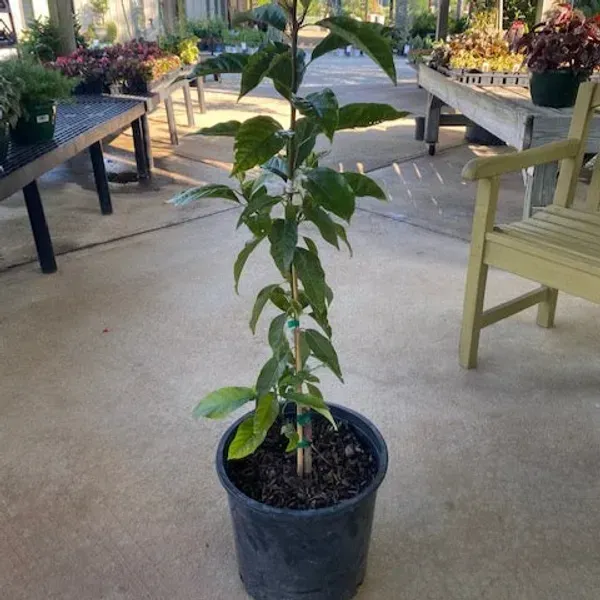 Hot_Climate_Avocado_Grafted_Hybrid_Fruit_Plant