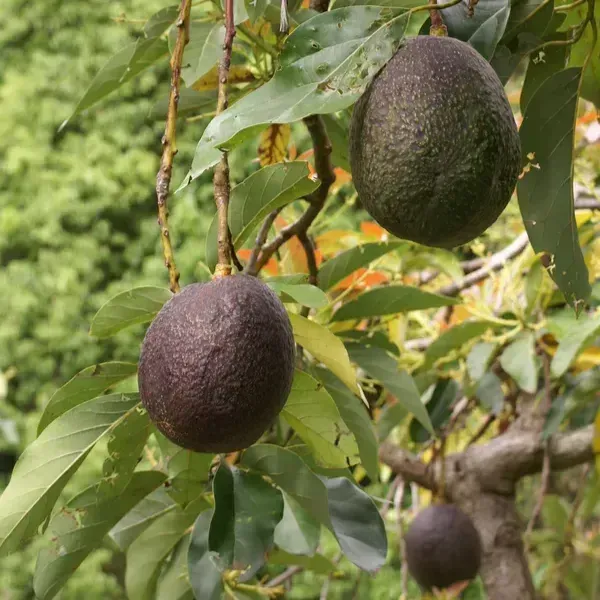 Hot_Climate_Avocado_Grafted_Hybrid_Fruit_Plant