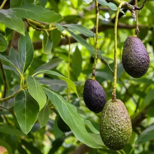 Hot_Climate_Avocado_Grafted_Hybrid_Fruit_Plant