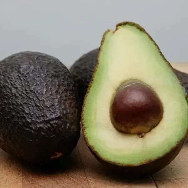 Hot_Climate_Avocado_Grafted_Hybrid_Fruit_Plant