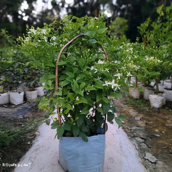 Aromatic_Jui_Jasmine_Flower_Plant_White