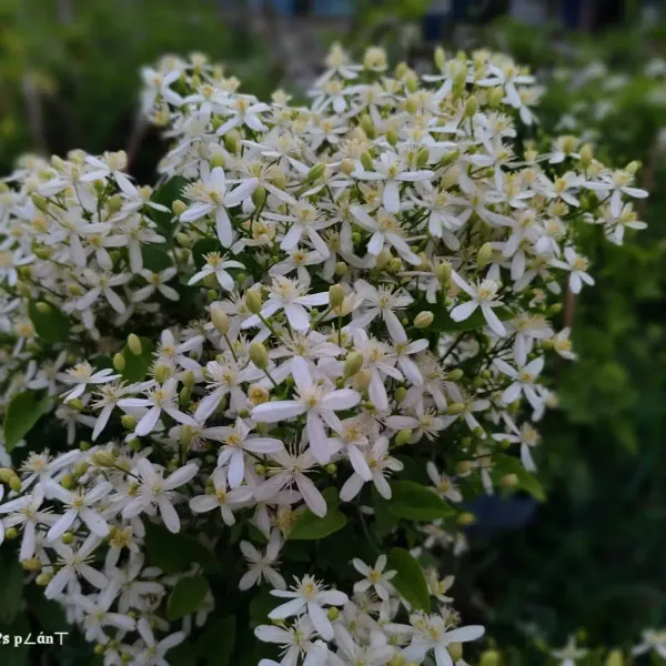 Aromatic_Jui_Jasmine_Flower_Plant_White