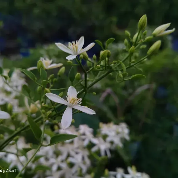 Aromatic_Jui_Jasmine_Flower_Plant_White