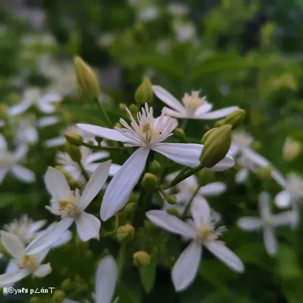 Aromatic_Jui_Jasmine_Flower_Plant_White