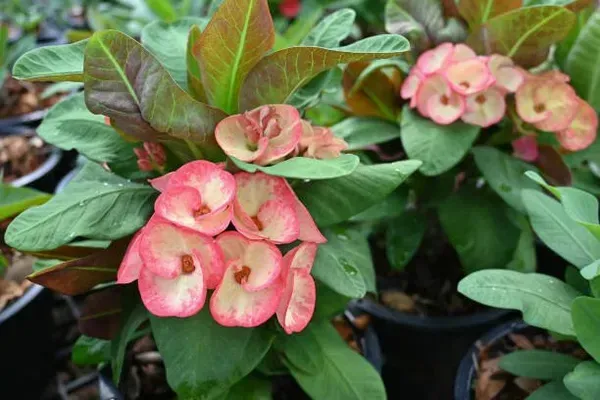 Euphorbia_Mili_Pink_For_Home_Garden