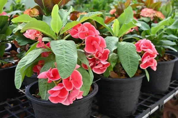 Euphorbia_Mili_Pink_For_Home_Garden
