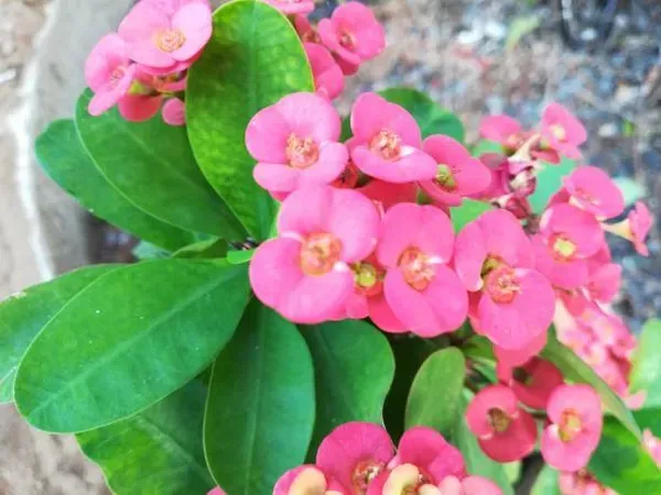 Euphorbia_Mili_Pink_For_Home_Garden