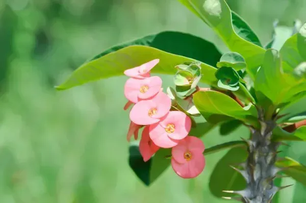 Euphorbia_Mili_Pink_For_Home_Garden