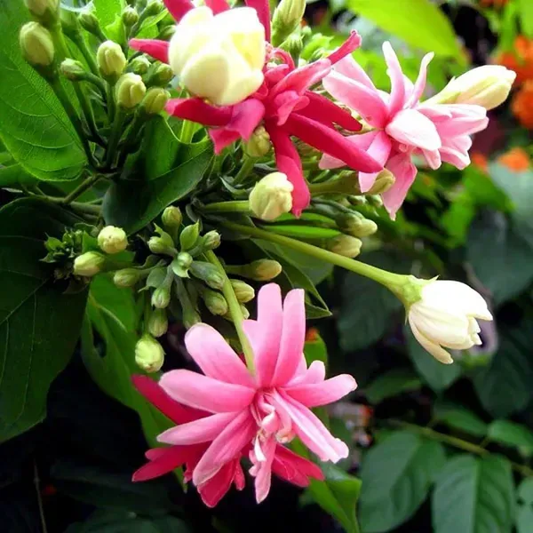Double_Petal_Rangoon_Creeper_Madhumalati_Flower_Plant