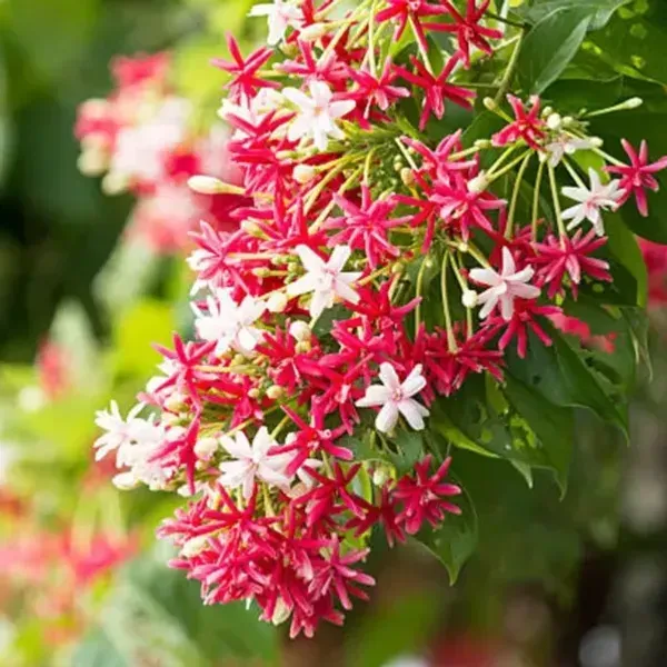 Double_Petal_Rangoon_Creeper_Madhumalati_Flower_Plant