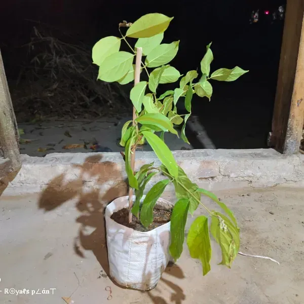 Double_Petal_Rangoon_Creeper_Madhumalati_Flower_Plant