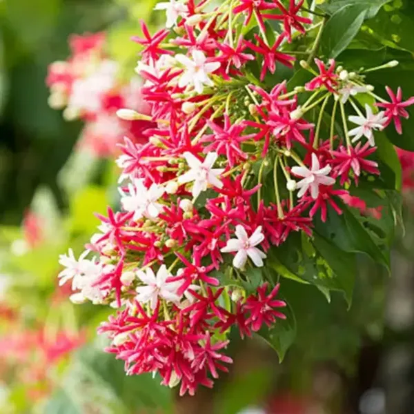 Double_Petal_Rangoon_Creeper_Madhumalati_Flower_Plant