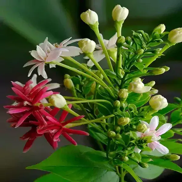 Double_Petal_Rangoon_Creeper_Madhumalati_Flower_Plant