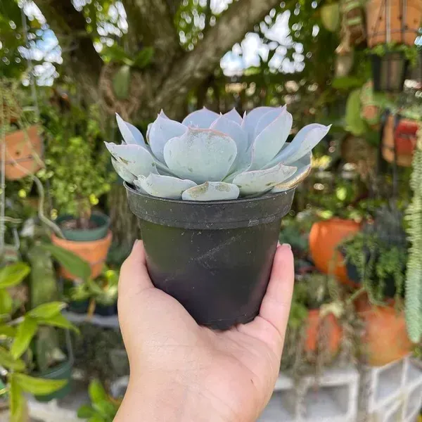 Echeveria_Morning_Beauty_Sacculents_Live_Plant