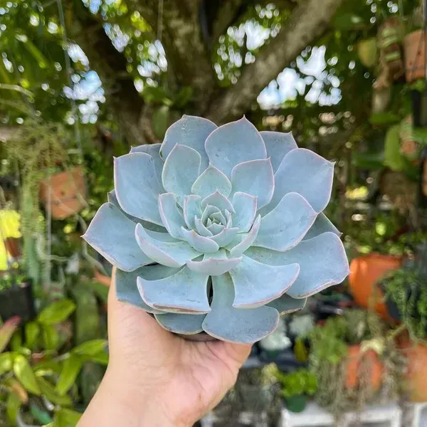 Echeveria_Morning_Beauty_Sacculents_Live_Plant