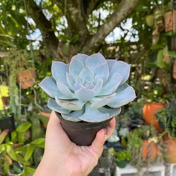 Echeveria_Morning_Beauty_Sacculents_Live_Plant