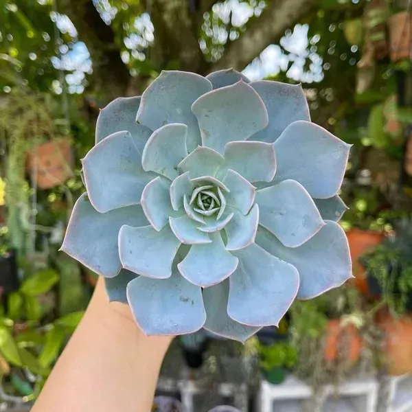Echeveria_Morning_Beauty_Sacculents_Live_Plant