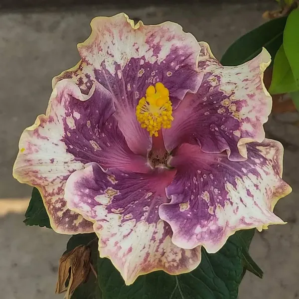 Australian_Variety_Grafted_Hibiscus_Flower_Plant