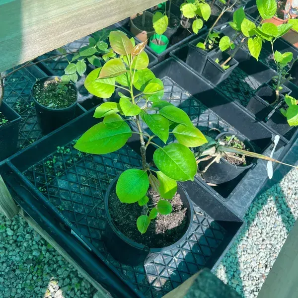 Babugosha_Red_Nashpati_Pear_Hybrid_Grafted_Fruit_Plant
