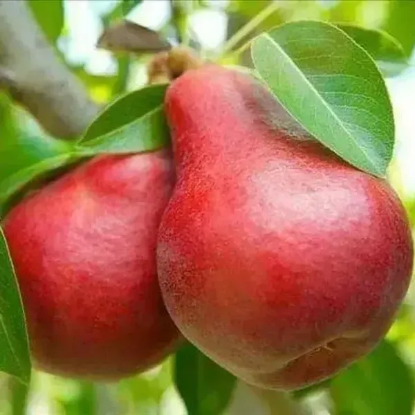 Babugosha_Red_Nashpati_Pear_Hybrid_Grafted_Fruit_Plant