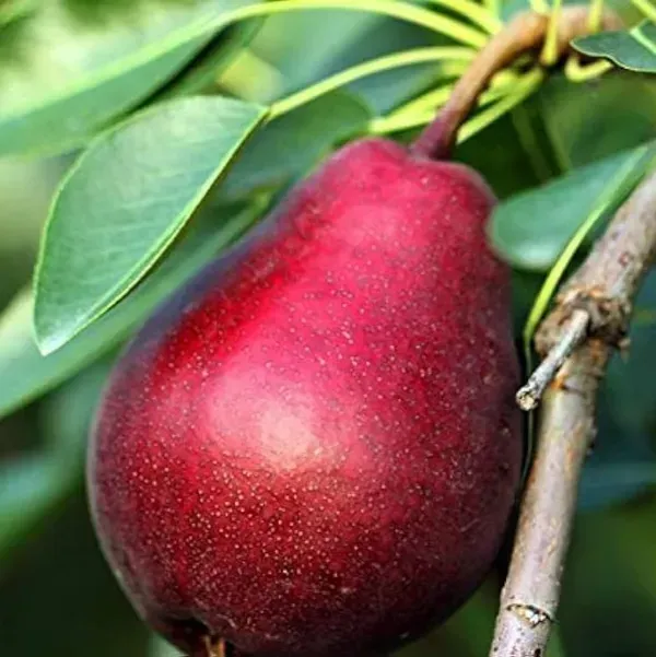 Babugosha_Red_Nashpati_Pear_Hybrid_Grafted_Fruit_Plant