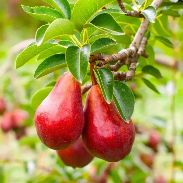 Babugosha_Red_Nashpati_Pear_Hybrid_Grafted_Fruit_Plant