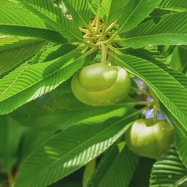 Elephant_Apple_Chalta_Fruit_Plant
