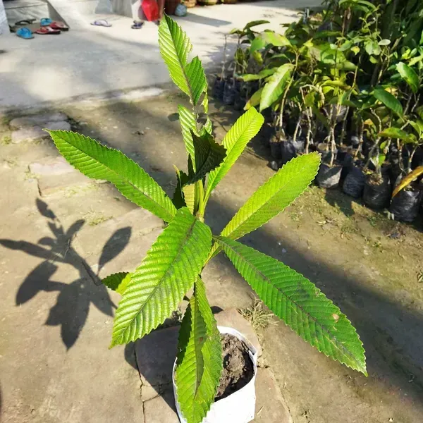 Elephant_Apple_Chalta_Fruit_Plant