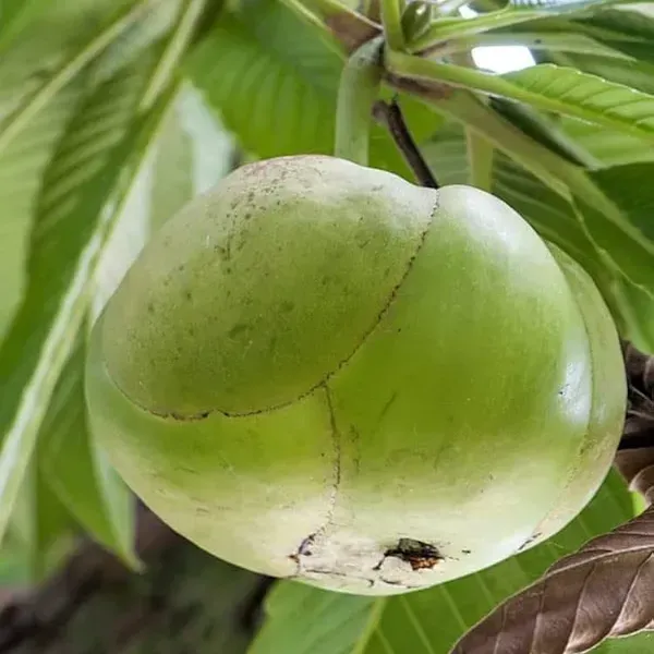 Elephant_Apple_Chalta_Fruit_Plant