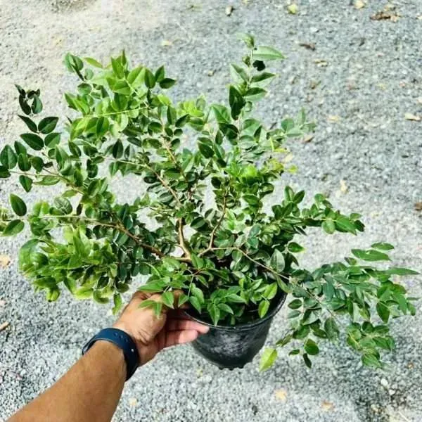 Hybrid_Jaboticabas_Grafted_Fruit_Plant
