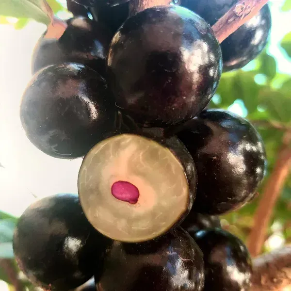 Hybrid_Jaboticabas_Grafted_Fruit_Plant