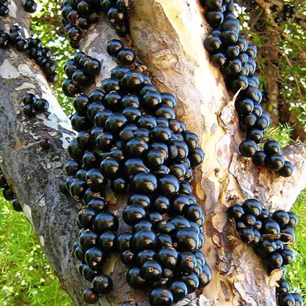 Hybrid_Jaboticabas_Grafted_Fruit_Plant