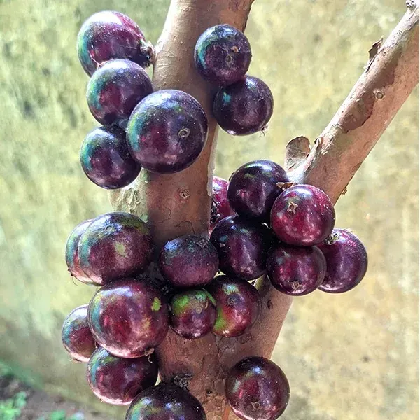 Hybrid_Jaboticabas_Grafted_Fruit_Plant