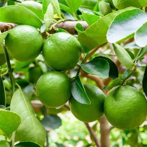 Seedless_Lemon_Grafted_Hybrid_Fruit_Plant