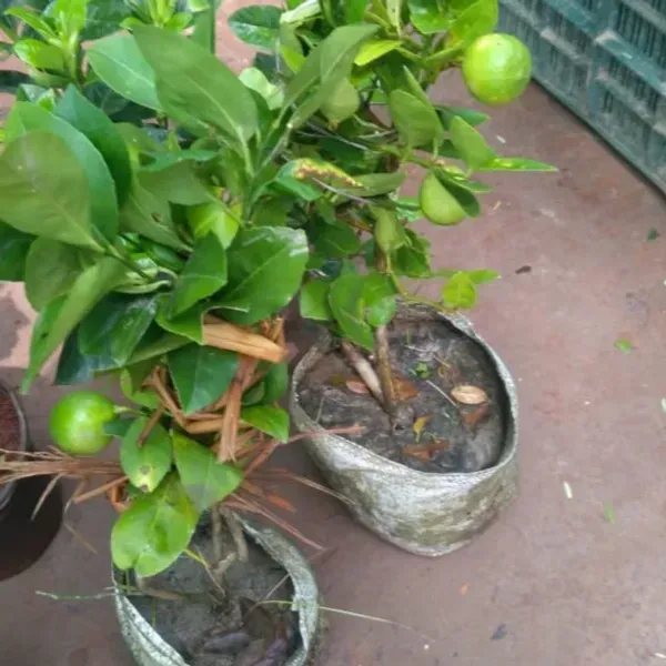 Seedless_Lemon_Grafted_Hybrid_Fruit_Plant