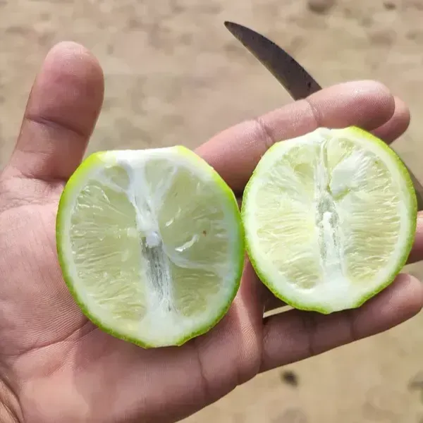Seedless_Lemon_Grafted_Hybrid_Fruit_Plant