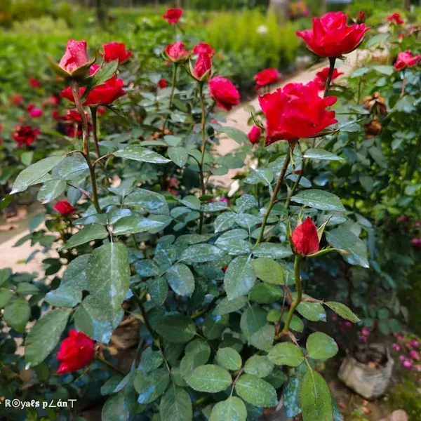 Abracadabra_Rose_Flower_Plant_For_Home_Garden