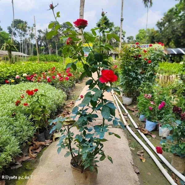 Abracadabra_Rose_Flower_Plant_For_Home_Garden