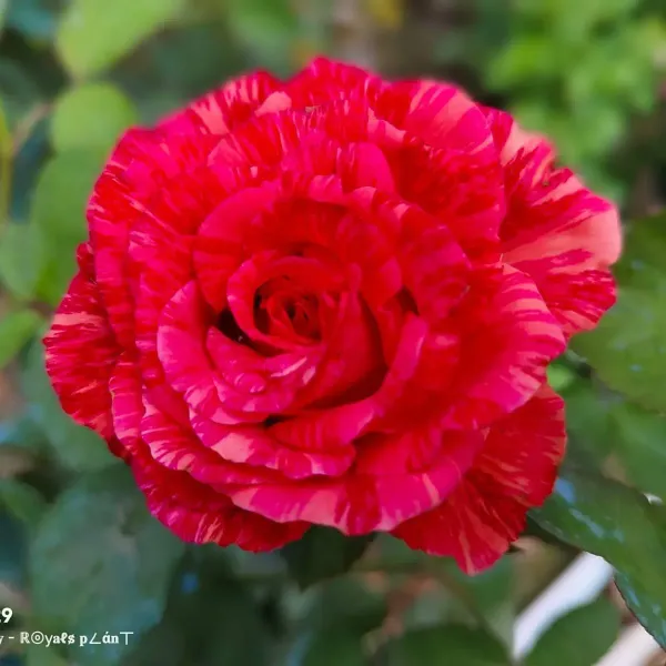 Abracadabra_Rose_Flower_Plant_For_Home_Garden