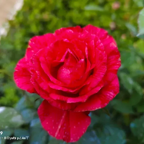 Abracadabra_Rose_Flower_Plant_For_Home_Garden