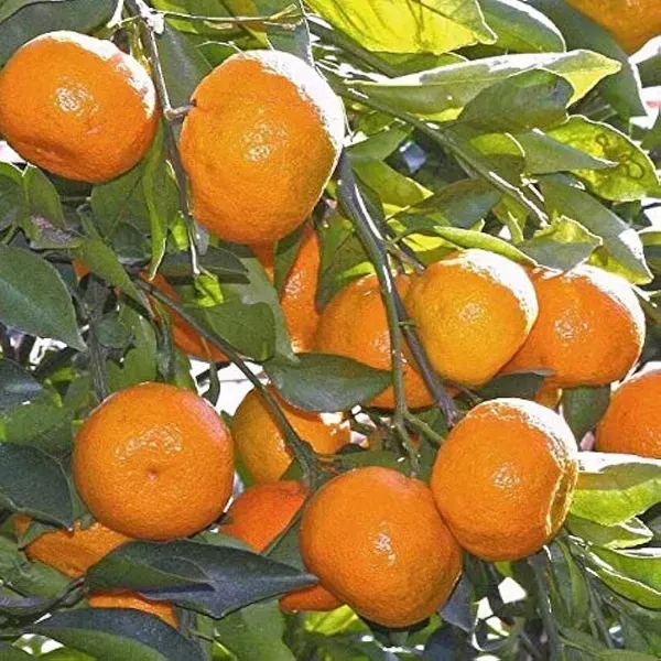 Satsuma_Orange_Grafted_Hybrid_Lemon_Fruit_Plant