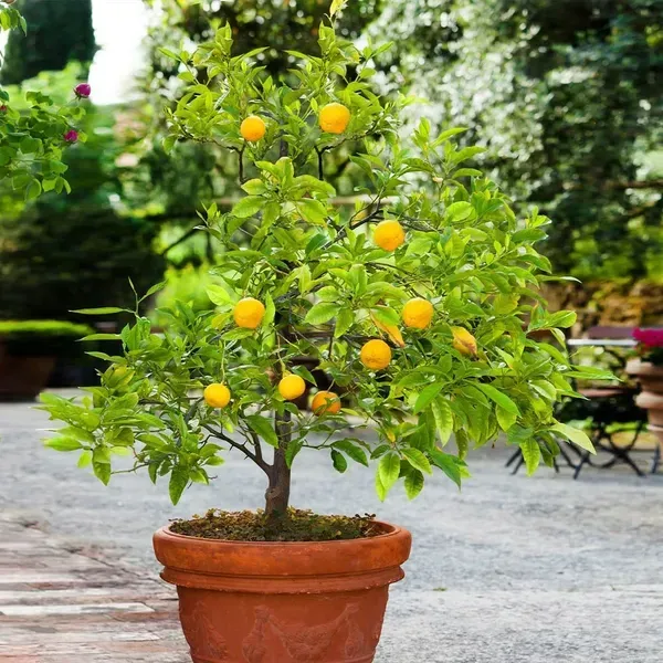 Satsuma_Orange_Grafted_Hybrid_Lemon_Fruit_Plant