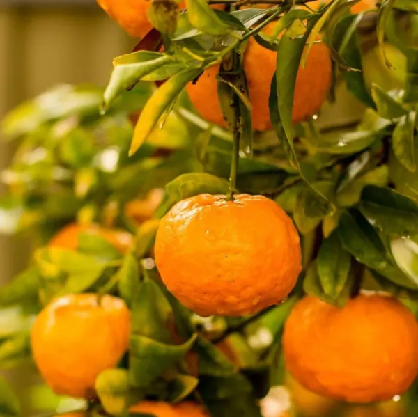 Satsuma_Orange_Grafted_Hybrid_Lemon_Fruit_Plant